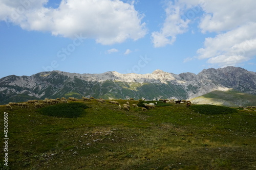 Grazing sheeps in Campo Imperatore on a summer day, Abruzzo, Gran Sasso National Park, Italy © Alessio Russo