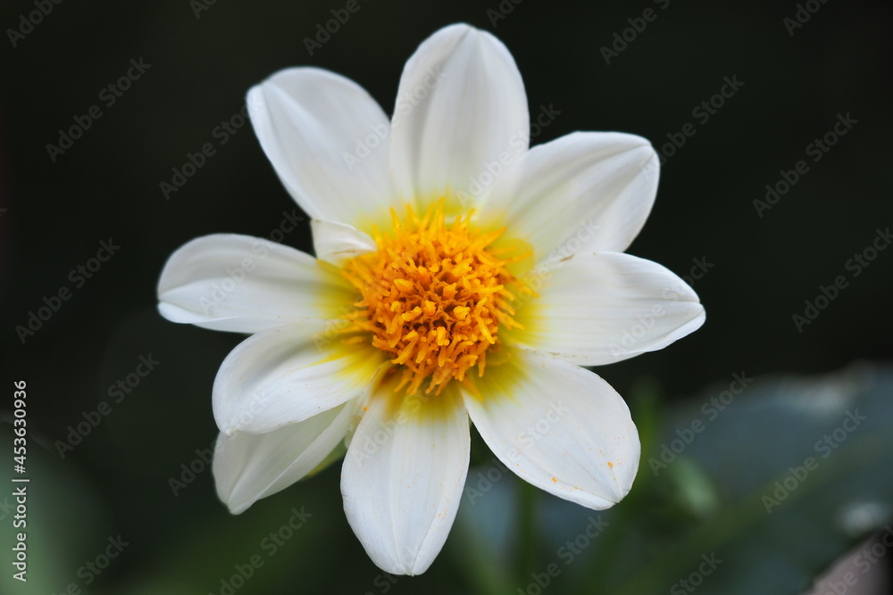 White flower with a yellow middle. Beautiful, flower in isolation, close-up. White flower with a yellow middle. Beautiful, flower in isolation, close-up.