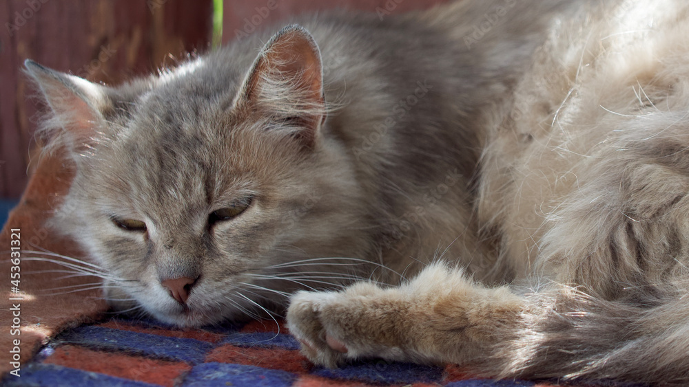 Fototapeta premium Outbred fluffy cat is dozing. Portrait of a gray cat.