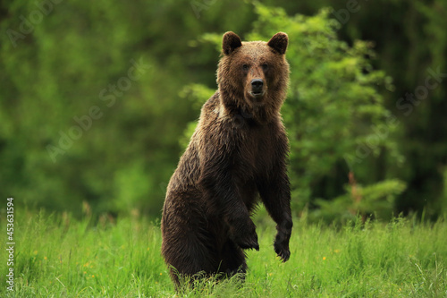 Brown bear