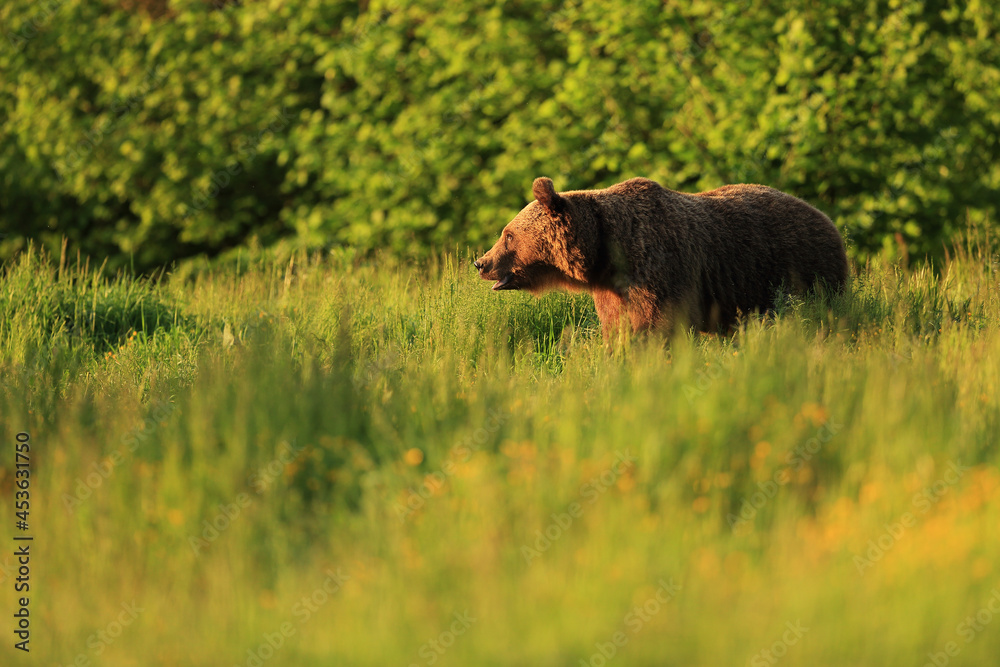 Fototapeta premium Brown bear