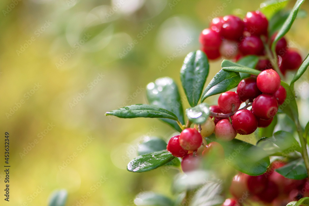 Wild berry lingonberry in the forest. Copy space. Wild berry lingonberry in the forest. Copy space.
