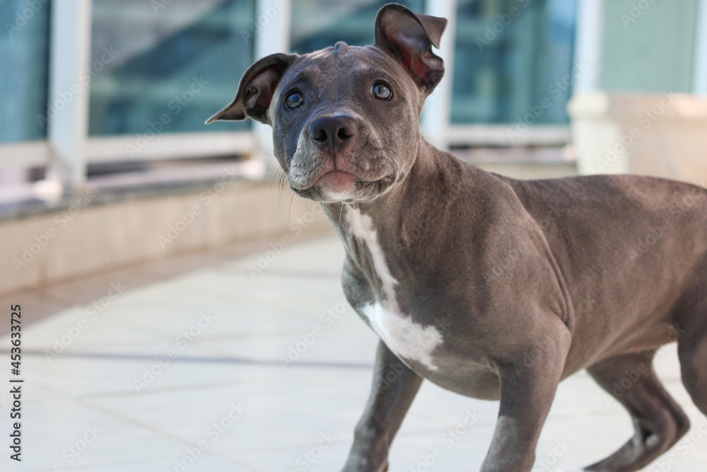 Close up of a puppy Pit Bull dog at home. Selective focus.