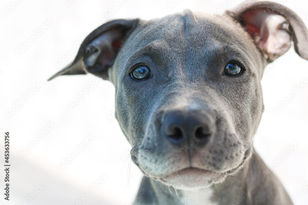 Close up of a puppy Pit Bull dog at home. Selective focus. Close up of a puppy Pit Bull dog at home. Selective focus.