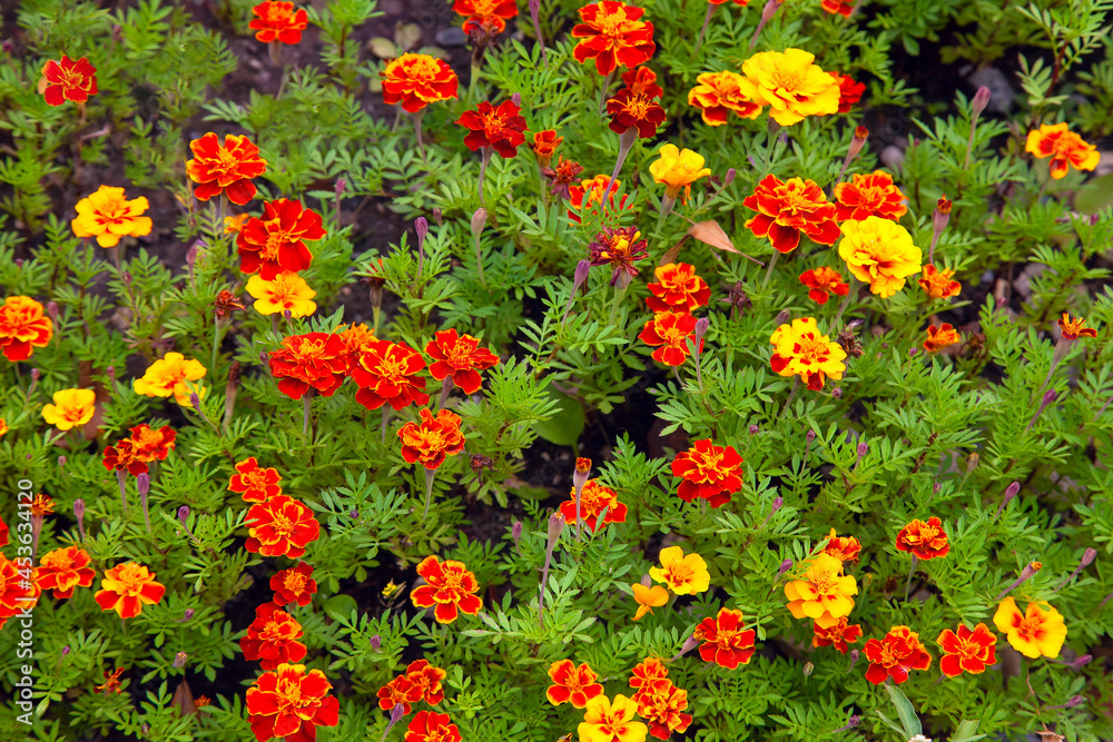 Flowers of Tagetes patula - marigold on green background