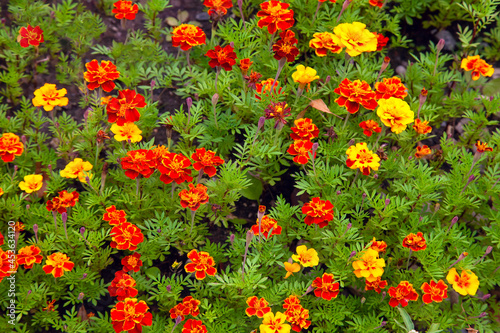 Flowers of Tagetes patula - marigold on green background photo