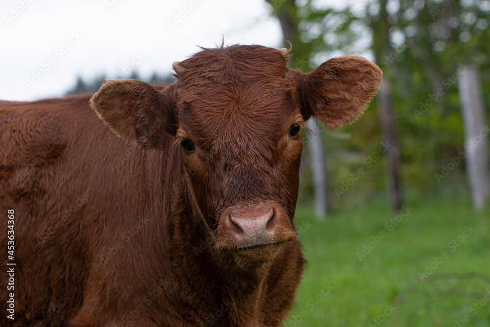 Purebred limousin calf outside on meadow Purebred limousin calf outside on meadow