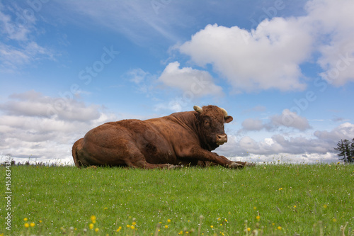 Purebred limousin bull resting outside on meadow