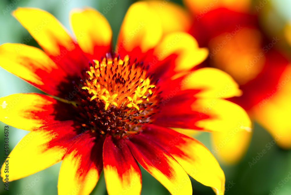 Rudbeckia hirta flowers in sunny summer day. Close up Rudbeckia hirta flowers in sunny summer day. Close up