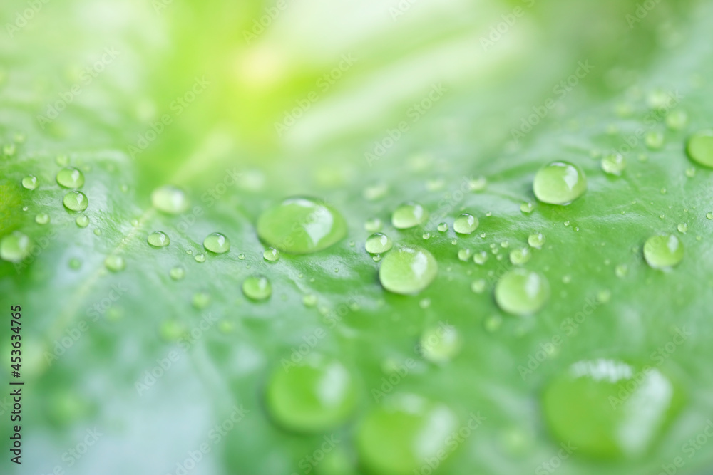 The raining season with water drop on the leaf use as natural and forest concept use as background or wallpaper The raining season with water drop on the leaf use as natural and forest concept use as background or wallpaper