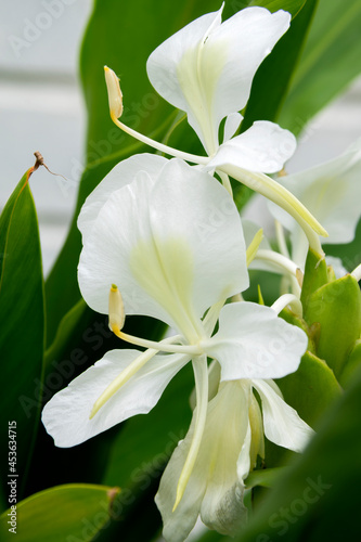 Very aromatic white flower, Hedychium coronarium, called butterfly, is the national flower of Cuba.