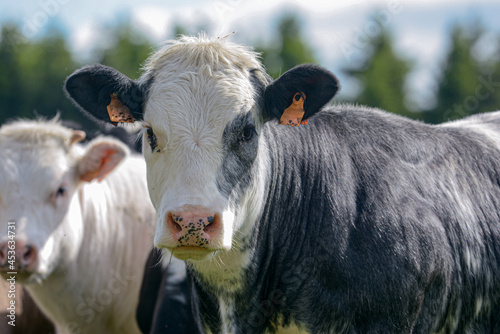Black and white cows of the belgian white blue breed on a meadow in the Belgian Ardennes