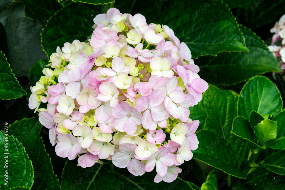 Hydrangea flower outdoors, garden with natural light in Guatemala, natural ornament. Hydrangea flower outdoors, garden with natural light in Guatemala, natural ornament.