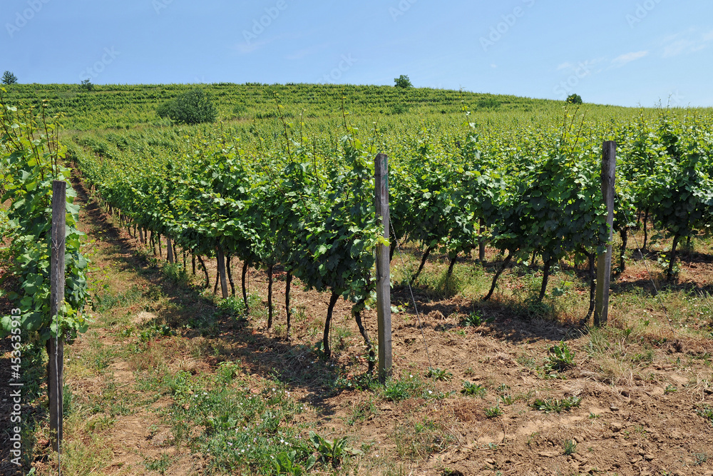 Green vineyards and grapevines  against the blue sky. Cultivation of varietal grapes for wine production.