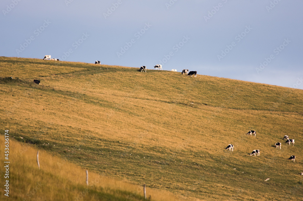 Obraz premium Mucche al pascolo.Pascolo (dal latino pascuum) è una forma di agricoltura estensiva, in genere consistente in una distesa erbosa generalmente utilizzata nella pastorizia per il nutrimento di animali 