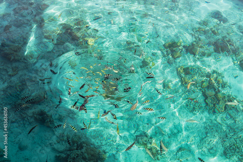 Fish in crystal clear turquoise water 