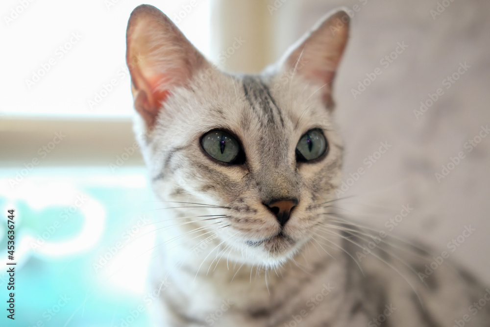 Cat, selective focus with blurred background Cat, selective focus with blurred background