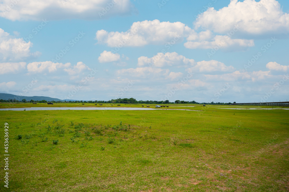 Fototapeta premium The landscape of green grass field and water reservoir with rail way bridge at Pa Sak Cholasit Dam, Lopburi, Thailand.