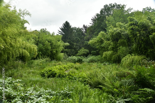 La végétation luxuriante de différentes plantes à l'arboretum de Bokrijk au Limbourg 