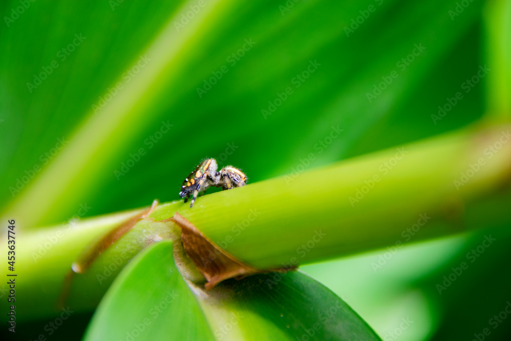 Fototapeta premium Multicolored jumping spider, Salticidae or flycatcher on flower branch called butterfly.