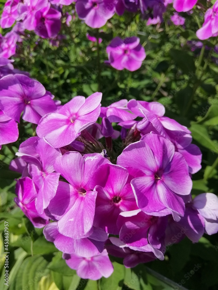 beautiful pink phlox paniculata blue lagoon on a sunny summer day. floral wallpaper