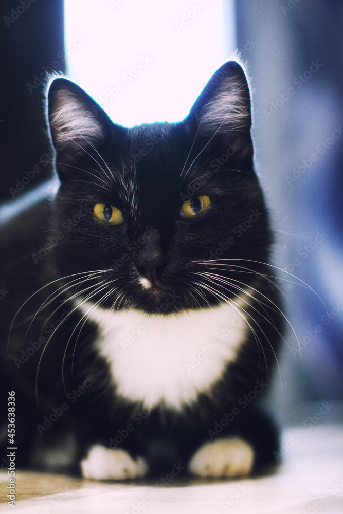 A beautiful black cat sitting on the floor A beautiful black cat sitting on the floor