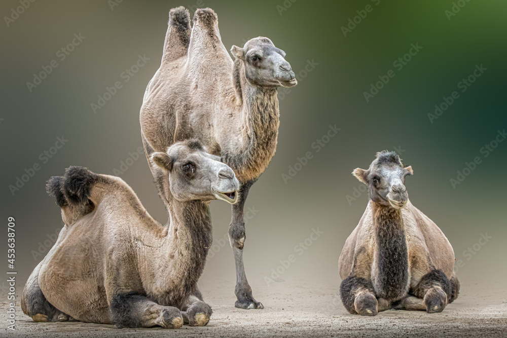 Fototapeta Portrait of three camels