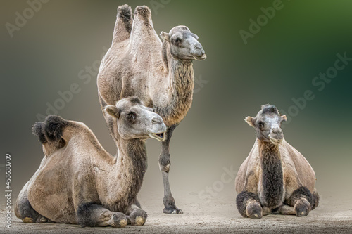 Portrait of three camels