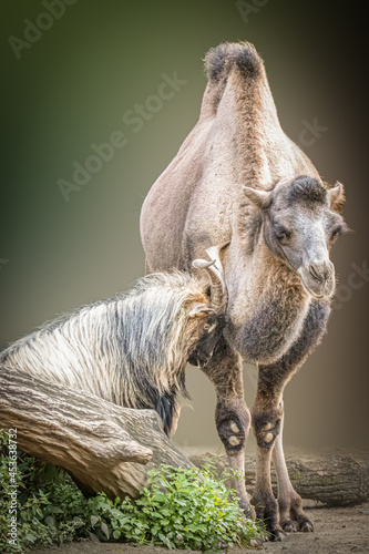 a goat ramming a camel © Ralph Lear