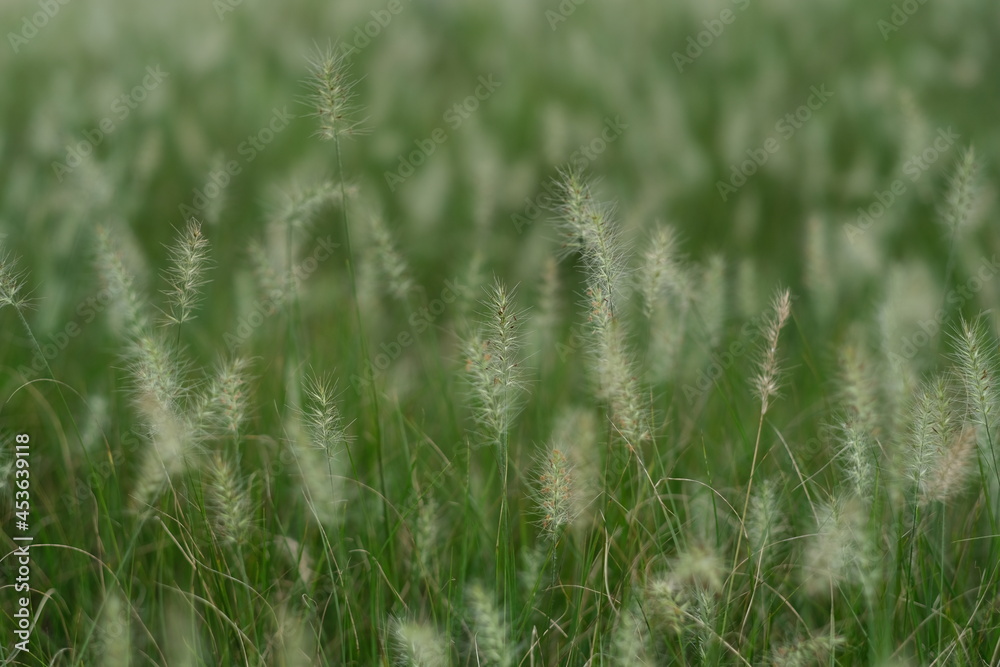 close up foxtail (Setaria viridis) full frame background close up foxtail (Setaria viridis) full frame background