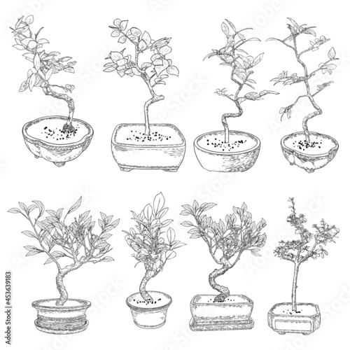 Set of Bonsai Japanese trees grown in the pots. Line art of mini tree plants with twigs and branches illustrations. Vector.