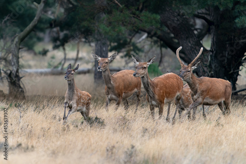 A group of Red deer (Cervus elaphus) in rutting season on the fields of National Park Hoge Veluwe in the Netherlands. Forest in the background.                               