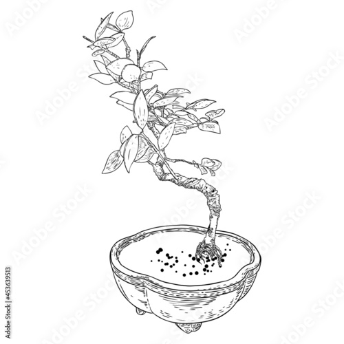 Bonsai tree. Hand drawn black white plant illustration on a white background, isolated. Tray planting of mini tree hobby. Bonsai Japanese tree grown in container. Vector.