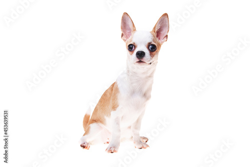 Beautiful and cute white and brown mexican chihuahua dog over isolated background. Studio shoot of purebreed miniature chihuahua puppy.