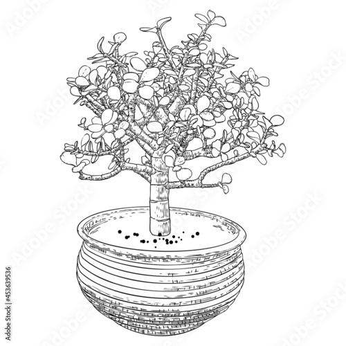 Bonsai tree. Hand drawn black white plant illustration on a white background, isolated. Tray planting of mini tree hobby. Bonsai Japanese tree grown in container. Vector.