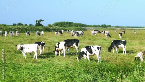 広大な牧場で草を食べる牛の群れ  北海道興部町 photo