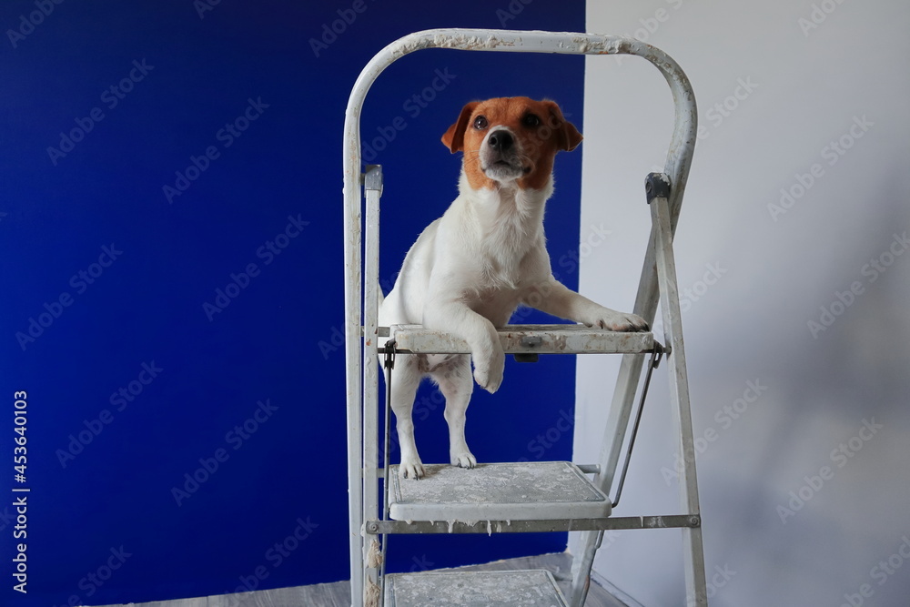Pies na drabinie Jack Russell Terrier. Remont mieszkania, malowanie, tapetowanie, gładzenie ścian itp.  - obrazy, fototapety, plakaty 