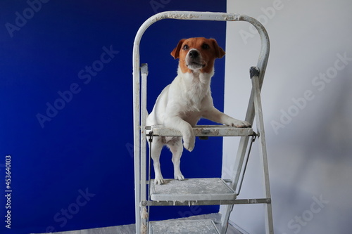 Pies na drabinie Jack Russell Terrier. Remont mieszkania, malowanie, tapetowanie, gładzenie ścian itp. 