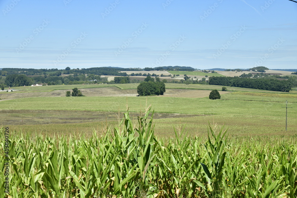 Les trois arbres isolés au milieu des champs et prairies à Champagne-et-Fontaine au Périgord Vert
