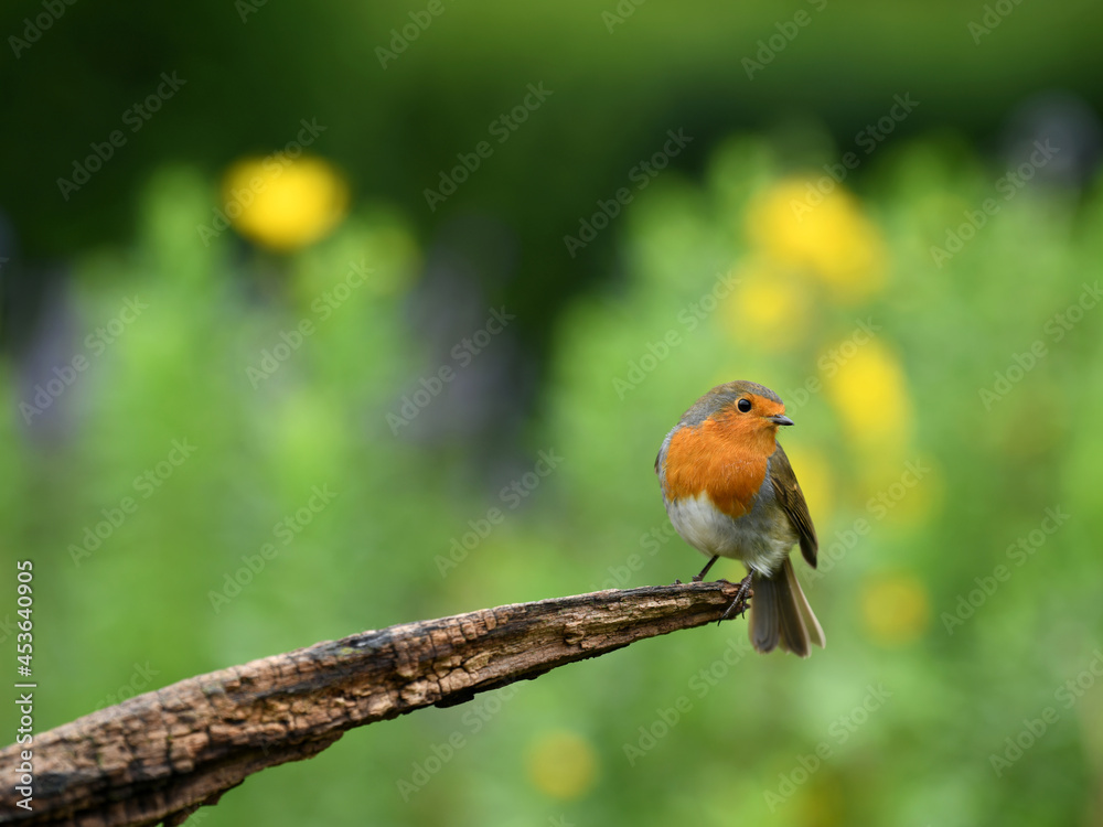The European robin (Erithacus rubecula) perched on a branch with bokeh yellow and purple flowers behind The European robin (Erithacus rubecula) perched on a branch with bokeh yellow and purple flowers behind