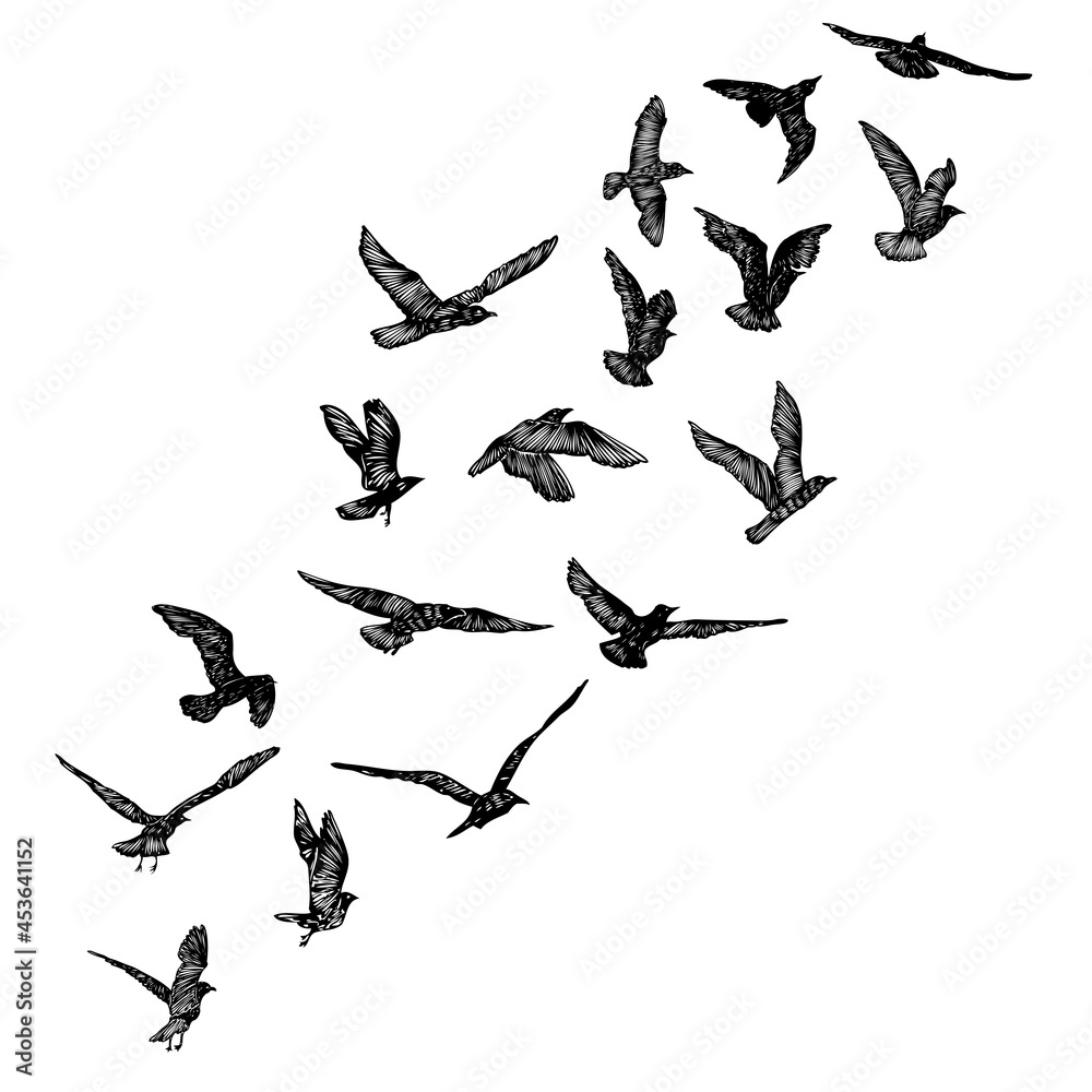 Set of seagulls birds, nautical sailor tattoo sketch. Black stroke of flying sea gull silhouettes on white background. Marine set. Drawings of different shapes of water birds in the flock. Vector. Set of seagulls birds, nautical sailor tattoo sketch. Black stroke of flying sea gull silhouettes on white background. Marine set. Drawings of different shapes of water birds in the flock. Vector.