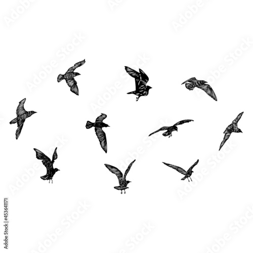 Set of seagulls birds, nautical sailor tattoo sketch. Black stroke of flying sea gull silhouettes on white background. Marine set. Drawings of different shapes of water birds in the flock. Vector.