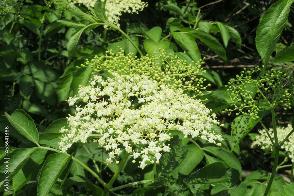 White elderberry flowers in the garden on natural green background White elderberry flowers in the garden on natural green background