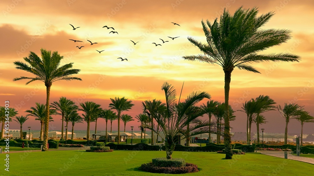 palm trees grow against the sunset palm trees grow against the sunset