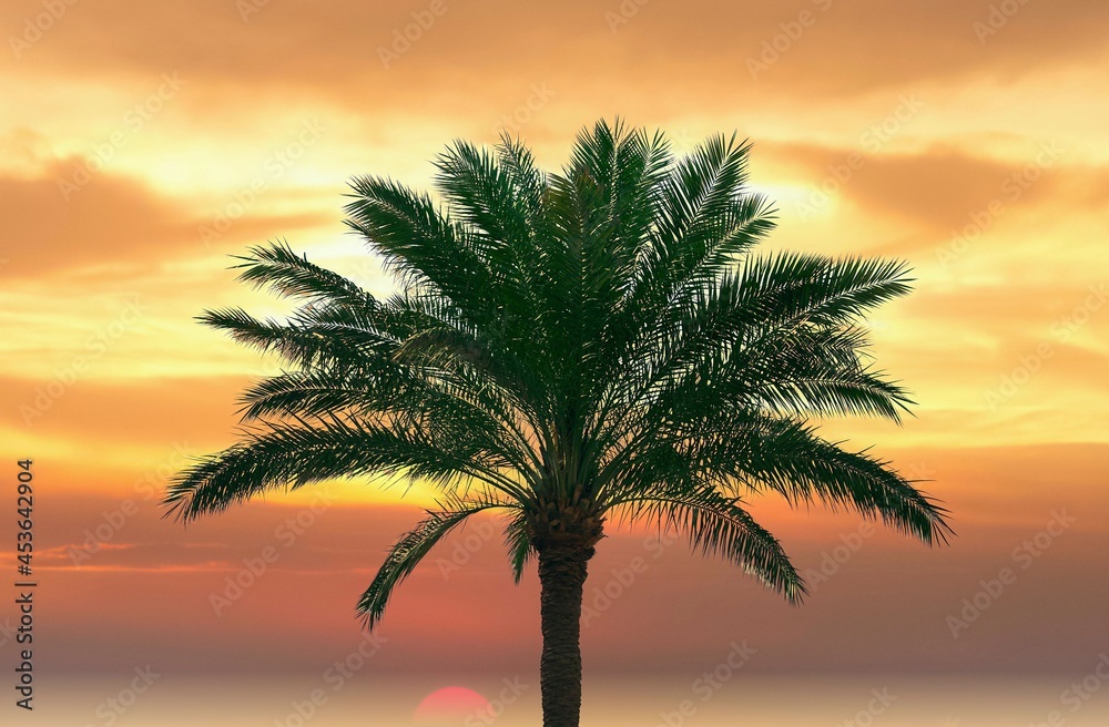 palm trees grow against the sunset