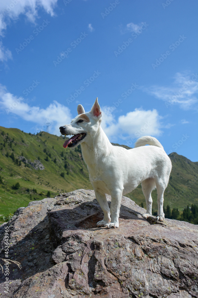 Obraz premium jack russell