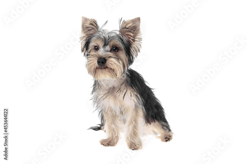 Beautiful and cute black and white yorkshire terrier dog over isolated background. Studio shoot of purebreed yorkie puppy.