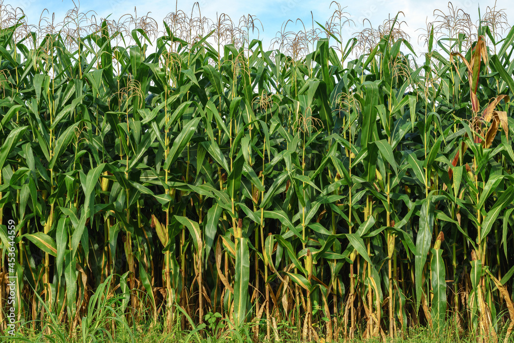 The corn field is nearing the harvest season. The result of care and attention