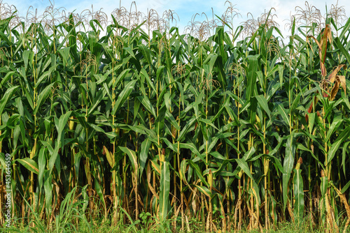 The corn field is nearing the harvest season. The result of care and attention