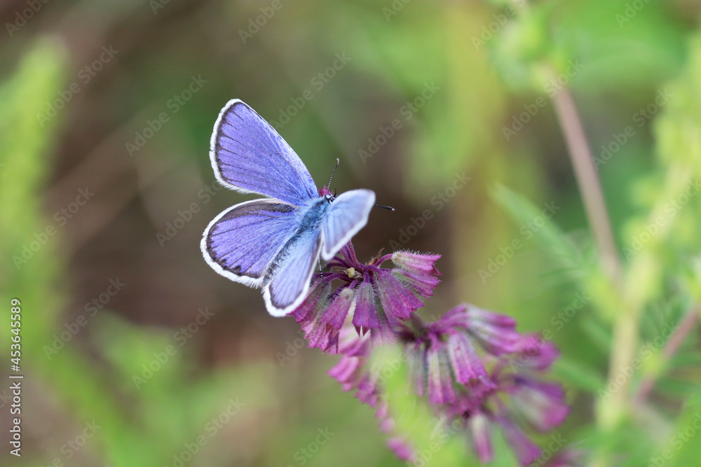 Common blue butterfly on sage flower close up. Polyommatus icarus on green meadow, beauty of nature